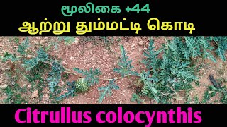 ஆற்று தும்மட்டி கொடிCITRULLUS COLOCYNTHISAATRU THUMMATTI HERB [upl. by Ricki]