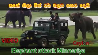 kanehila attacking jeeps elephant attack minneriyanationalpark safari [upl. by Ameh]