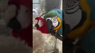 Macaw’s breeding [upl. by Nimzaj]