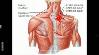 3 1 Lecture 8 Scapula Elevation and Depression 20m30s [upl. by Nolahs]