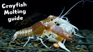 Pet Crayfish Molting Guide  5 Essential Tips [upl. by Ingaborg]