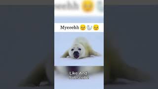 PLAH HAH HAH 🗣️ 🗣️ 🗣️ft OfficialNepicX funny shorts viral trending cute seal [upl. by Fae455]