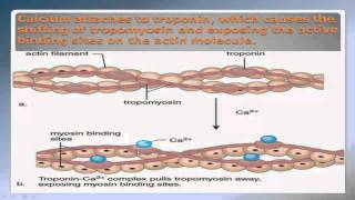 Sliding Filament Theory Part 2 NSCA Certification [upl. by Luapsemaj]