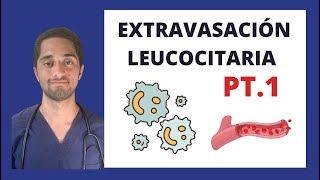 EXTRAVASACIÓN LEUCOCITARIA PT1  INMUNOLOGÌA [upl. by Karilynn]