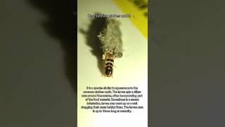 Moth 🐛 insects macrovideography macrolens macro [upl. by Ojaras]