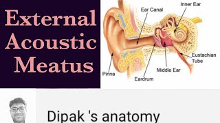 Anatomy of Ear Part2 External acoustic meatusEar canal [upl. by Vanya]