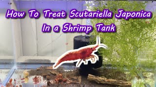 How To Treat Scutariella Japonica In a Shrimp Tank [upl. by Nugent771]