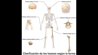 Histogénesis ósea tendones y ligamentos [upl. by Leacim]