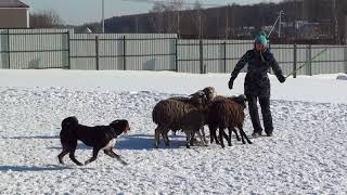 LionneEidera herding lesson Appenzeller Sennenhund [upl. by Stevenson]