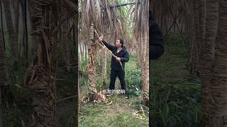 Sugarcane shorts shortvideo sugarcane [upl. by Atires477]