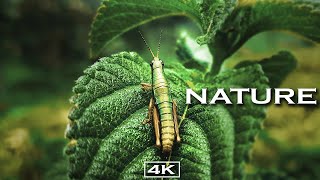 Nature beauty 4K ulta hd 60fps video 4K VIDEO [upl. by Haggerty]