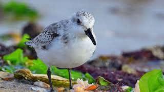 Der Sanderling stärkt sich am Spülsaum im Königshafen [upl. by Keir915]