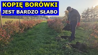 Kopię Borówki  JEST SŁABO Przesadzanie Borówki amerykańskiej Podłoże Stanowisko Rozstaw Uprawa [upl. by Remo700]