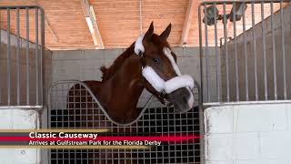 Classic Causeway arrives for the Florida Derby [upl. by Akcinat485]