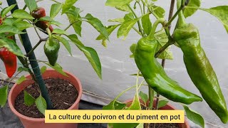 Comment cultiver le poivron en pot sur le balcon  2021 [upl. by Schiff571]