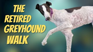 The Retired Racing Greyhound Walk [upl. by Diandra]