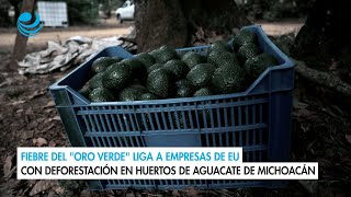 Fiebre del quotoro verdequot liga a empresas de EU con deforestación en huertos de aguacate de Michoacán [upl. by Adnoel]