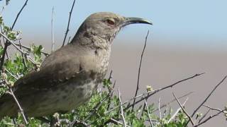 Curvebilled Thrasher Toxostoma curvirostre Pair Singing Calling Chattering [upl. by Ki189]