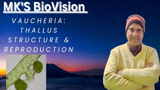 Vaucheria Thallus Structure amp Reproduction BSc Part 1 Botany [upl. by Arimak]