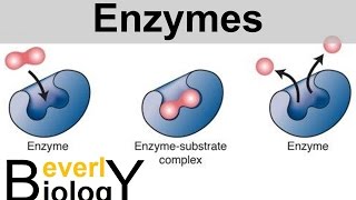 Enzymes and Catalysts [upl. by Stephania662]