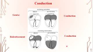 1  Electrophysiologie Cardiaque 5 [upl. by Abshier222]