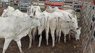 FEIRA DE GADO EM CACHOEIRINHA PE DIA 28032024 [upl. by Sapphire132]