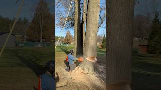 Falling a Big Oak Stem Ported 395 and 42” Bar treecutting chainsawman chainsaw [upl. by Lowis601]