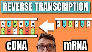 cDNA Synthesis By Reverse Transcription [upl. by Jerry]