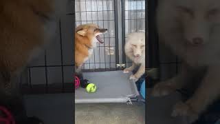 Look at these foxes argue Such cute fox sounds 🥺 [upl. by Beata]