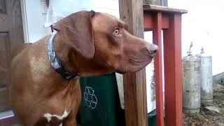 1 Rhodesian ridgeback barking on the porch [upl. by Osithe]