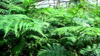 Cyathea cooperi Australian Tree Fern [upl. by Rame]