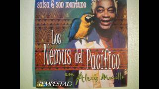 Los Nemus Del Pacifico Tempestad Con Alexis Murillo [upl. by Ellenrahs]