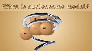 What is Nucleosome model  Animated video [upl. by Averell]