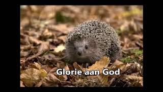 Glorie aan God Opwekking 354 [upl. by Ytsrik170]