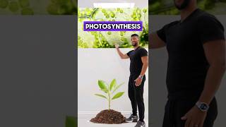 GCSE Biology  Photosynthesis Rap [upl. by Alecia736]