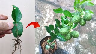 Good skills Growing a graft kaffir lime tree from kaffir lime leaves [upl. by Amapuna]