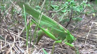 Ponte dune grande sauterelle verte vidéo assez rare [upl. by Weiss604]