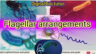 Why😲Some Bacteria Are Super Fast 🤷‍♀️and Others Are Not [upl. by Ilka44]