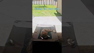 Cant believe I Caught Them Both Eating Like This 😂 lazydogs Beagle germanshepherd [upl. by Melissa]