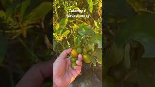 Calamansi harvestcalamansi calamansiharvest harvest [upl. by Ylenaj49]