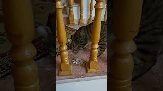 obsessive catmost viral cat video Cat memecat videos funny shortfunny cat viral videosgato [upl. by Htnamas]