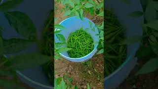 Desi farming mirch ki kheti kishan life 👍 [upl. by Asir]