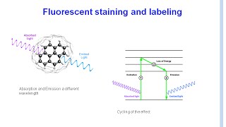 SERVA Webinar Protein Labelling and Staining using Fluorescent Dyes Deutsch [upl. by Ainnek]