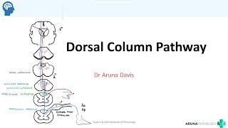 Dorsal Column Medial Lemniscus Pathway  Neuro Physiology  Firstyear MBBS [upl. by Uaeb897]