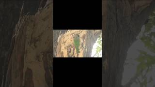 Brown Headed Barbet l Making Tree Hole Nest shorts shortvideo shortsfeed barbet [upl. by Eneroc]