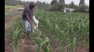 Applying fertilizer on maize How to do the correct timing [upl. by Laroy124]