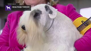 Sealyham Terriers  Breed Judging 2019 [upl. by Hakkeber]