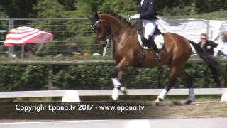 Falsterbo Horse Show warm up arena  part 1 [upl. by Romeu]