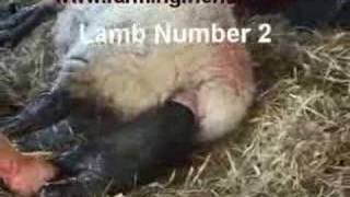 An Assisted Lambing by farmingfriendswmv [upl. by Ridglea]