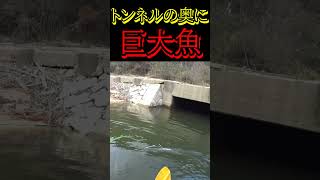 トンネルの奥にトップウォータールアーを投げて釣る topwater fishing バス釣り [upl. by Edylc]